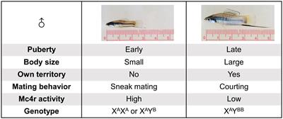 Dimerization of melanocortin 4 receptor controls puberty onset and body size polymorphism